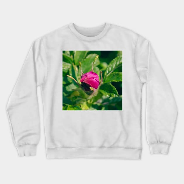 Beautiful rose bud Crewneck Sweatshirt by chiaravisuals